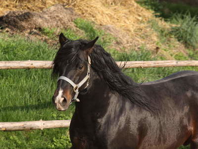 Andalusier Weider Reiterhof Habereder