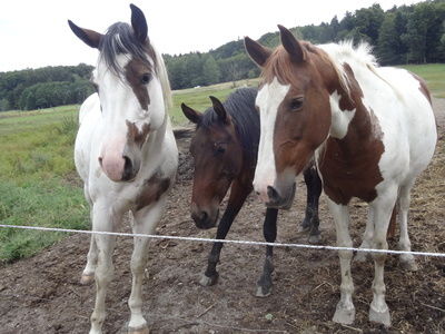 Andalusier auf der Koppel Reiterhof Habereder