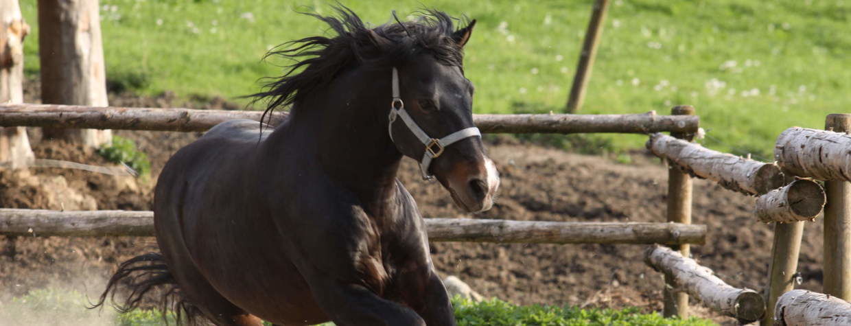 Andalusier Koppel Reiterhof Habereder