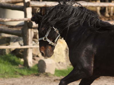 Andalusier Pferdehof Reiterhof Habereder