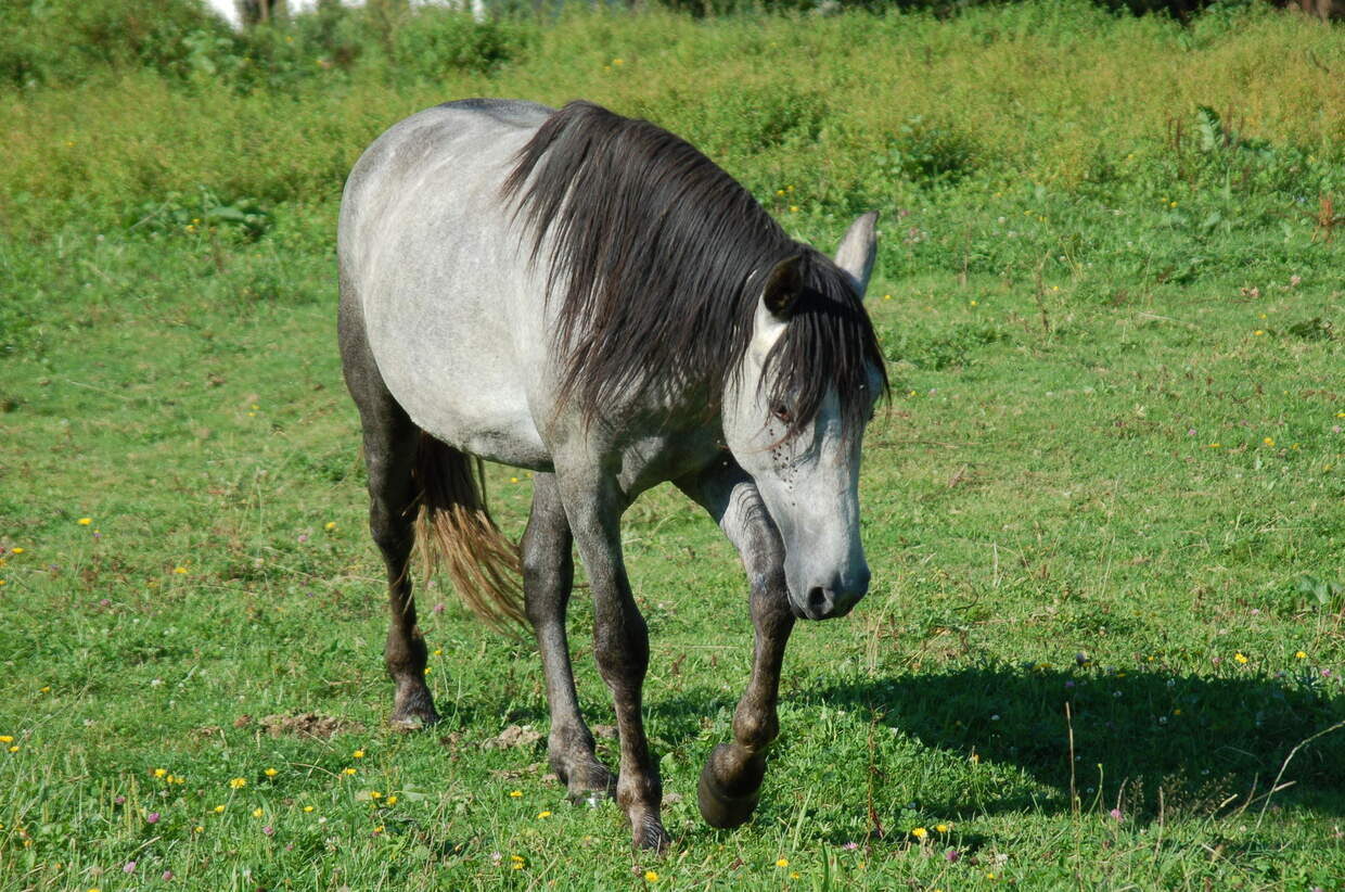 Andalusier im Reiterhof Habereder