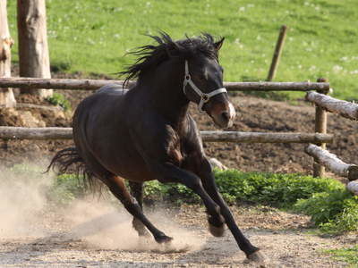 Andalusier Reiterhof Habereder