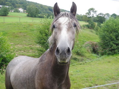 Andalusier Koppel Reiterhof Habereder