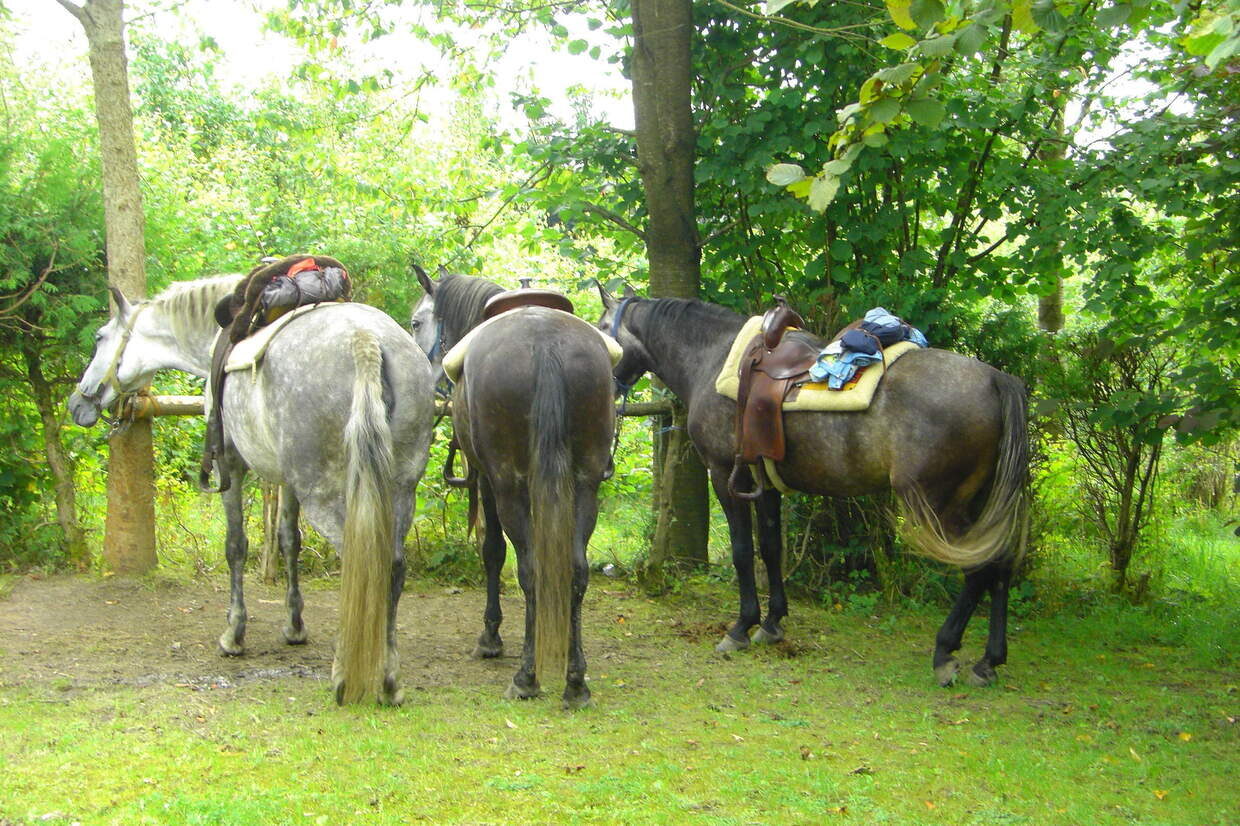 Aufstellung zum Losreiten im Reiterhof Habereder in Schöllnach Aufstellung zum Reiten Reiterhof Habereder
