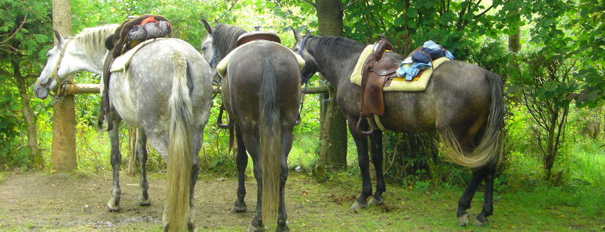 Aufstellung zum Reiten Reiterhof Habereder