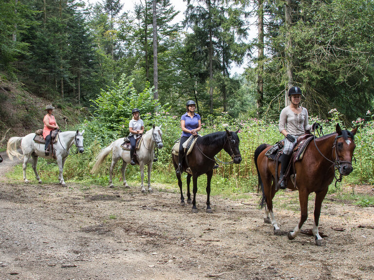 Ausritte durch die Schöllnacher Umgebung