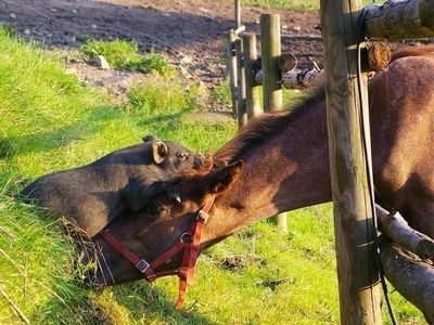 Tiere Reiterhof Habereder