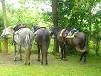 Reiten Bayerischer WAld