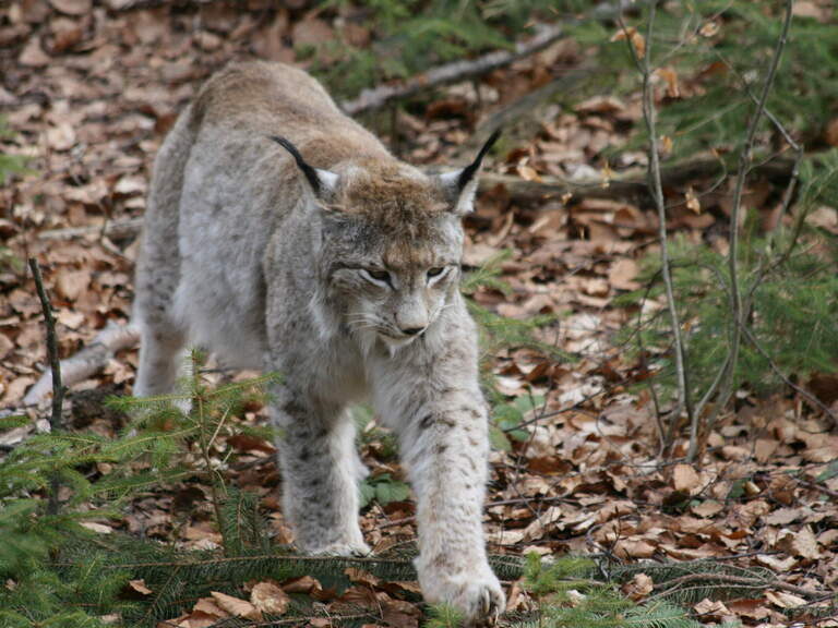 Luchs im Tierfreigelände