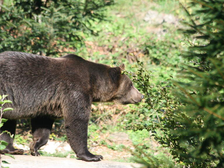 Bär im Tierfreigelände