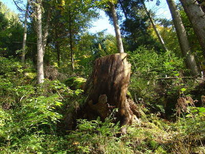 Wälder im Bayerischen Wald