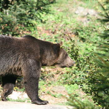 Bär im Tierfreigelände