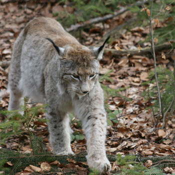 Luchs im Tierfreigelände