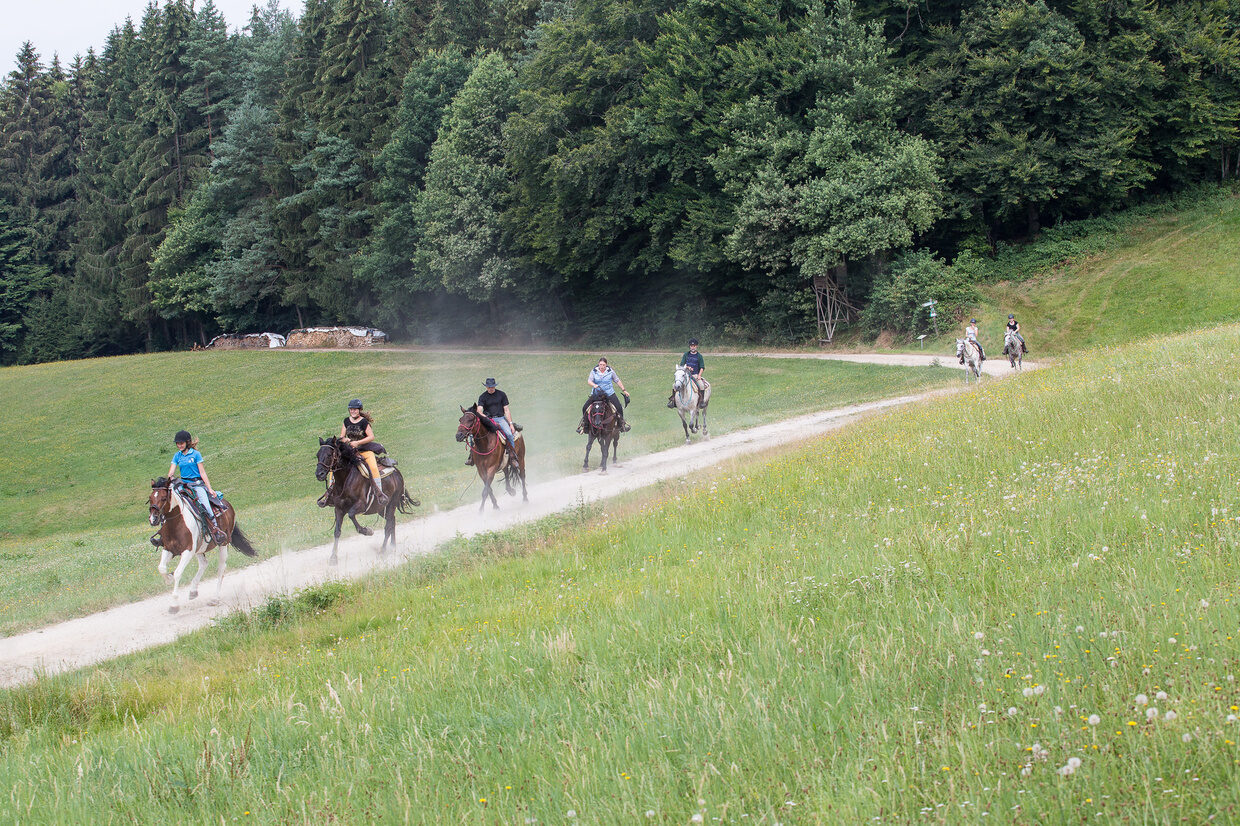 Reiten durch Wald Reiterhof Habereder