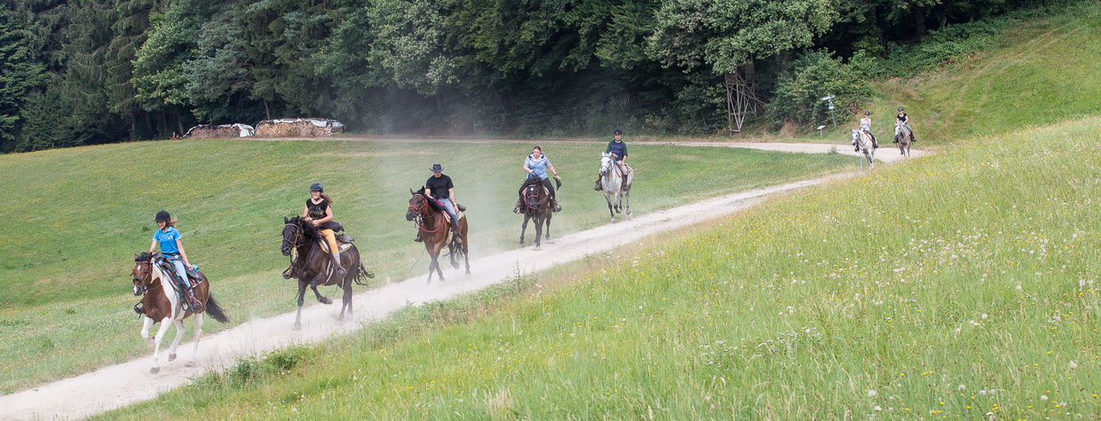 Reiten durch Wald Reiterhof Habereder