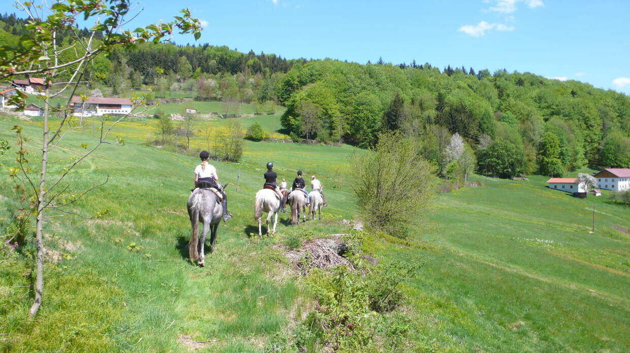 Freizeitreiten Reiterhof Habereder