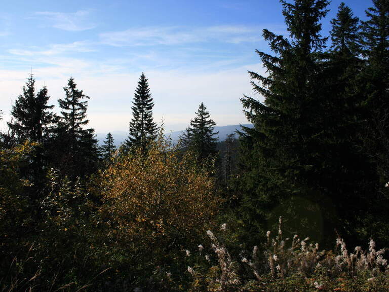 Natur um Reiterhof Habereder Sonnenwaldregion