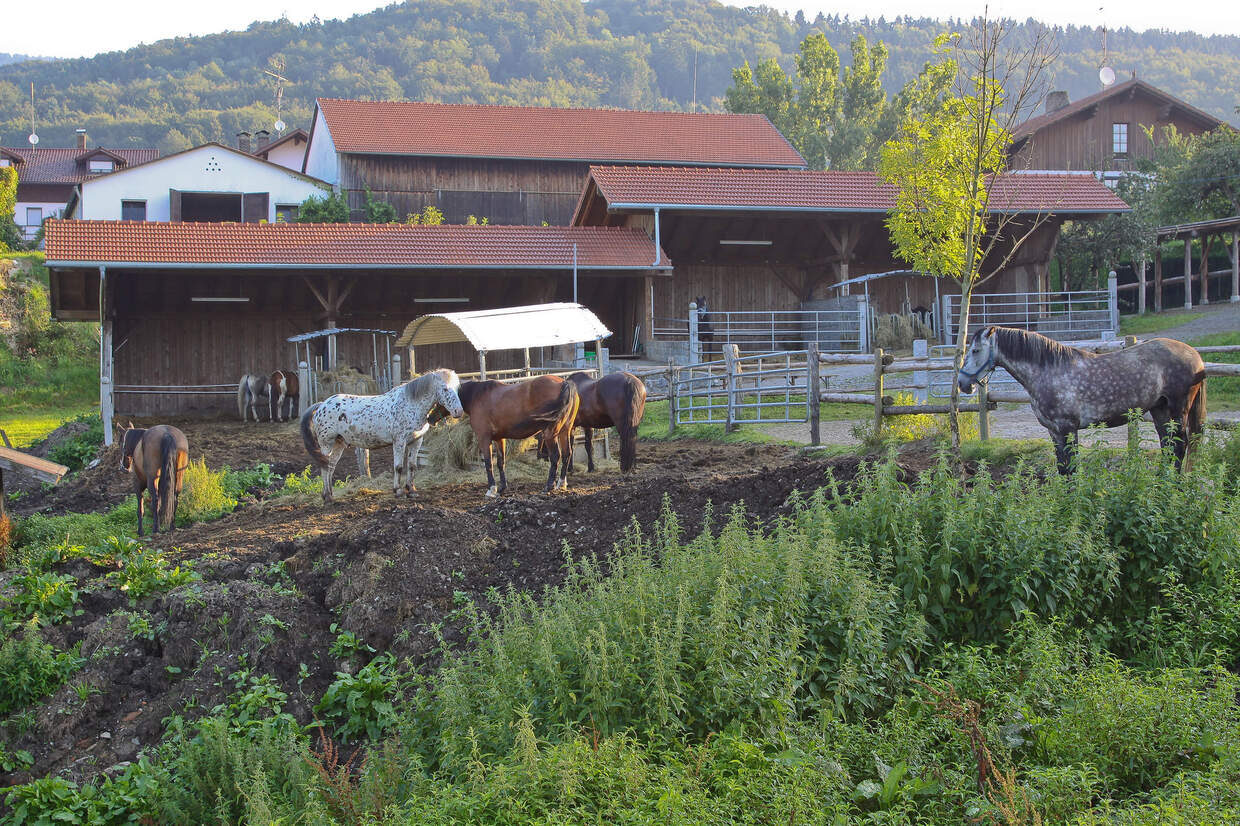Der Offenstall im Reiterhof Habereder in Schöllnach Offenstall Reiterhof Habereder