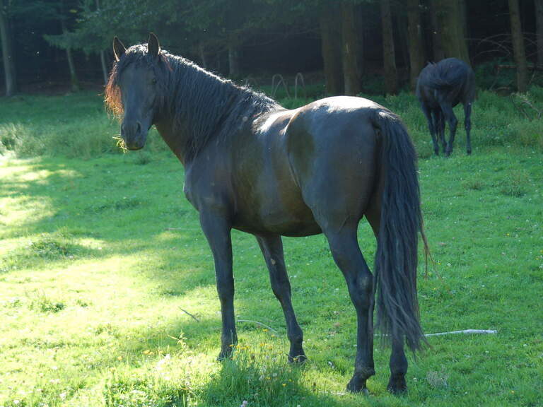 Pferd steht auf Wiese