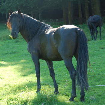 Pferd steht auf Wiese