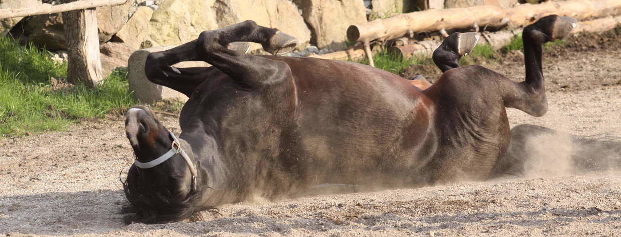 Pferd wälzt sich auf Koppel