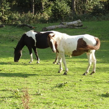 Pferde auf der Weide im Reiterhof Habereder