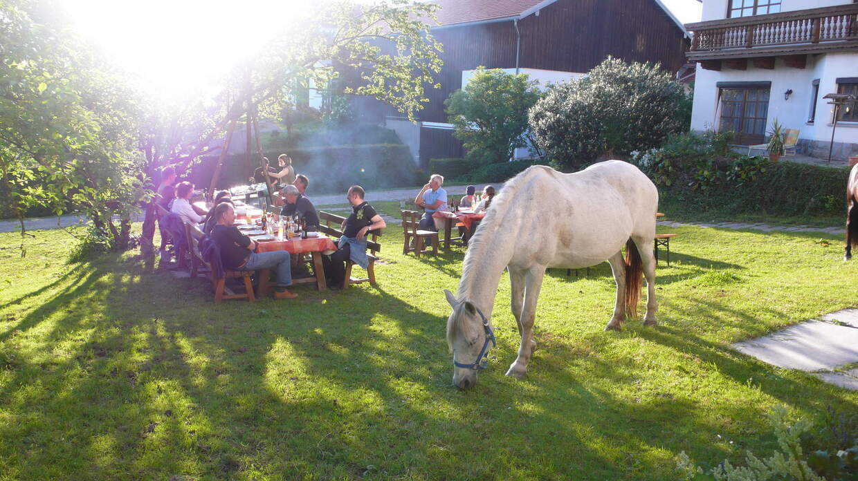 Beisammen sein mit Pferden genießen Pferde im Garten
