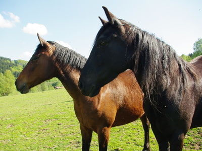 Pferde auf der Weide Reiterhof Habereder