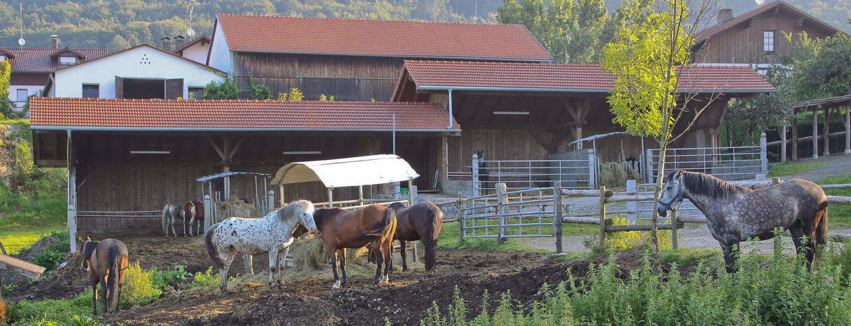 Pferde Auslauf