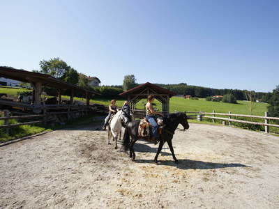 Reitplatz Reitstunden Reiterhof Habereder