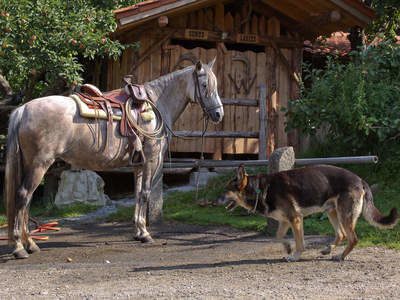 Andalusier Westernreiten Reiterhof Habereder